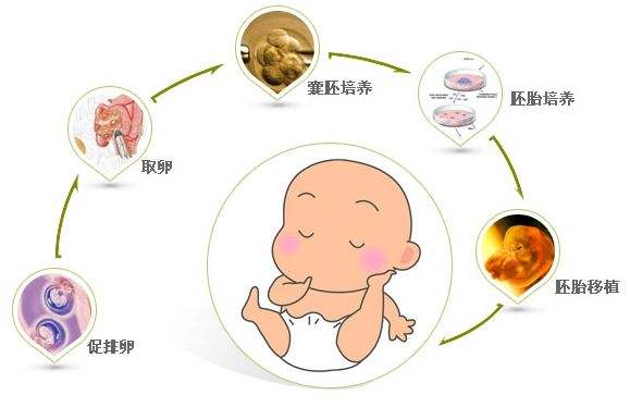 卵泡发育与膳食营养补充策略研究